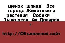 щенок  шпица - Все города Животные и растения » Собаки   . Тыва респ.,Ак-Довурак г.